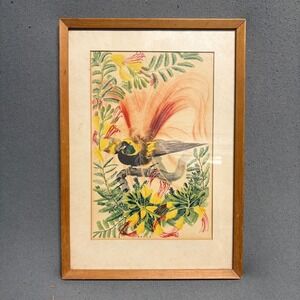 John Gould Count Raggi's Bird of Paradise Framed Print Colorful Artwork